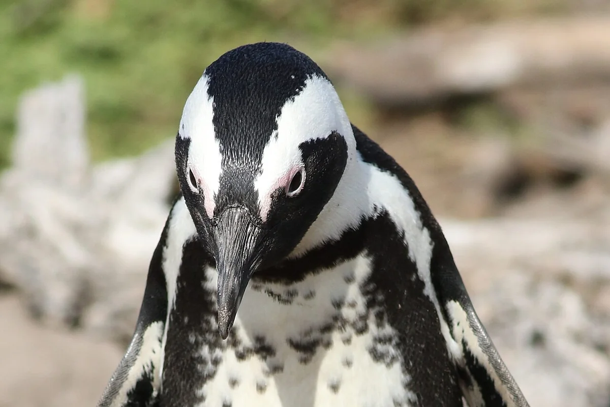 African penguin at Stony Point in Betty's Bay