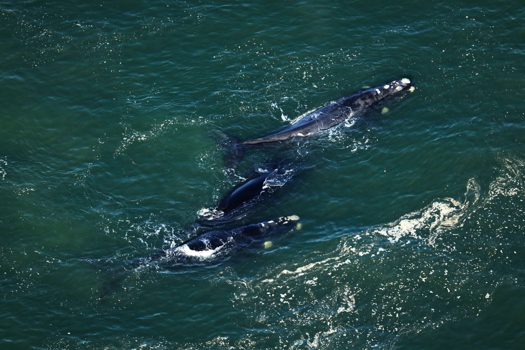 Aerial view of three Southern Right Whales in Walker Bay from a Hermanus helicopter