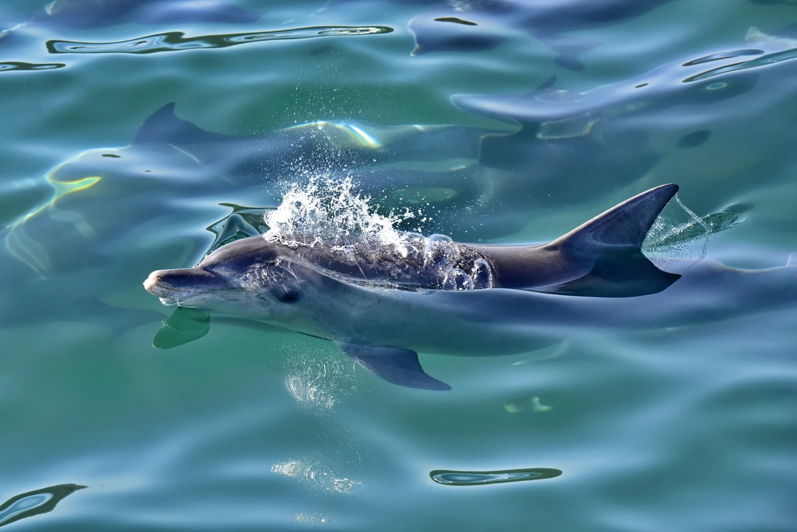 Bottlenose dolphin swimming on the surface of clear Algoa Bay water near Port Elizabeth