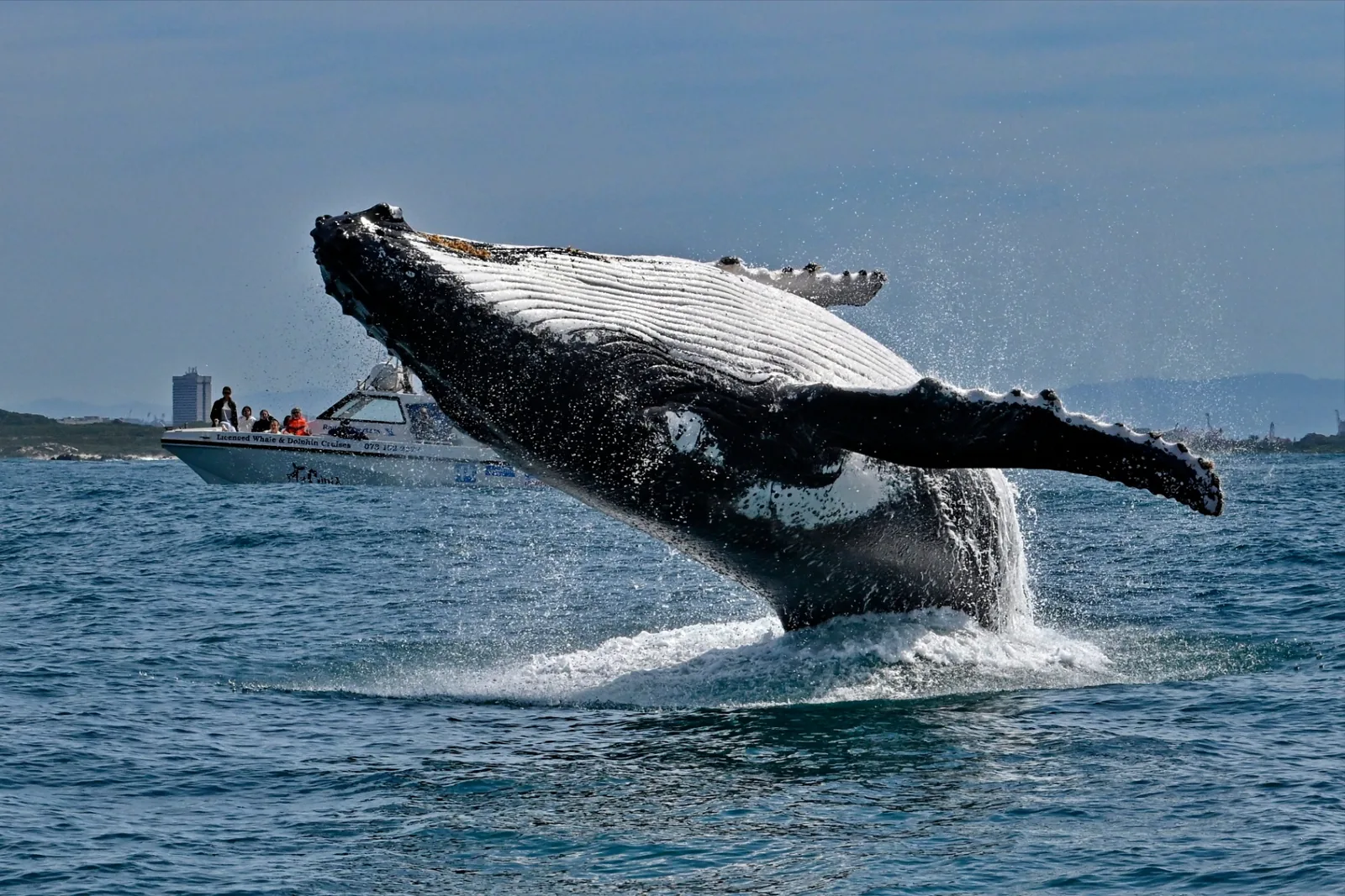 Humpback whale breaching beside a licensed Port Elizabeth whale and dolphin cruise boat in Algoa Bay
