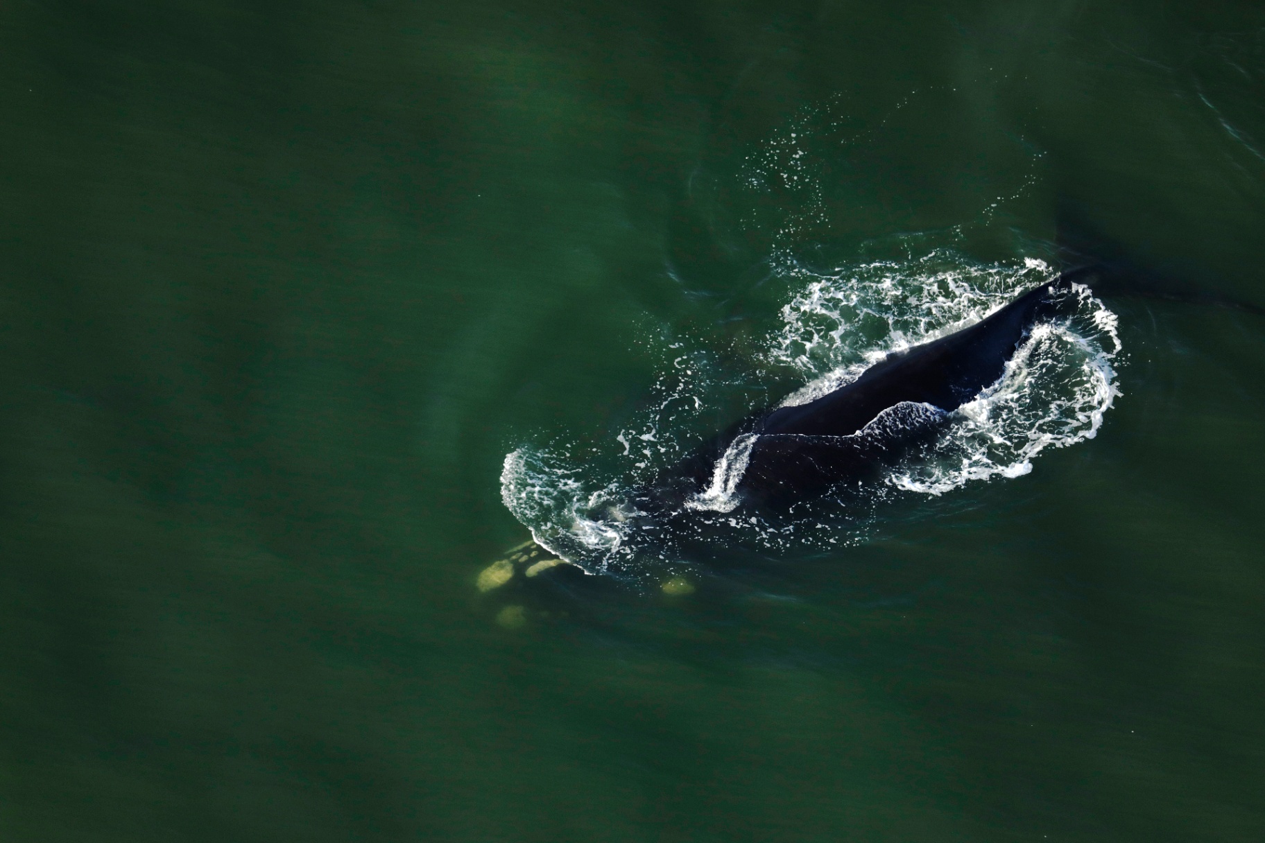 Close-up aerial view of a Southern Right Whale in Walker Bay, Hermanus