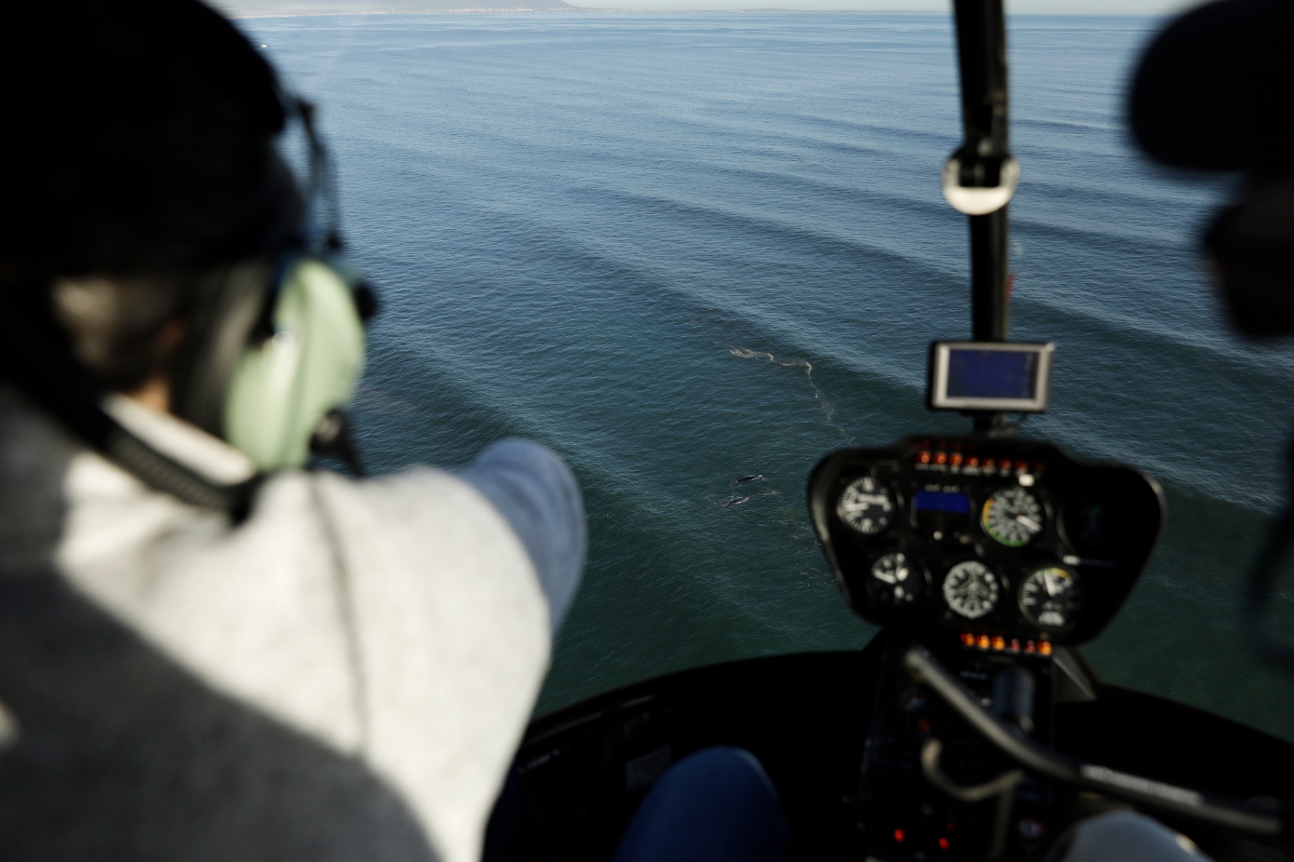 Passenger spotting dolphins from a helicopter cockpit over Walker Bay