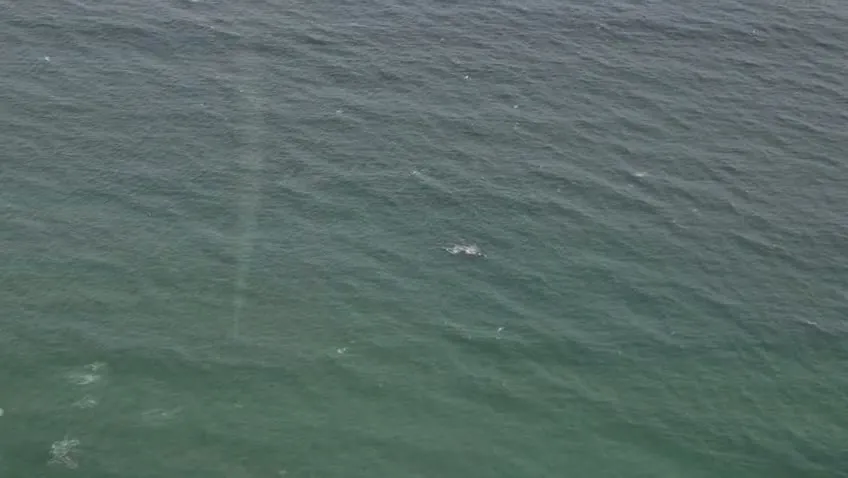 Aerial whale sighting on a Hermanus helicopter flight