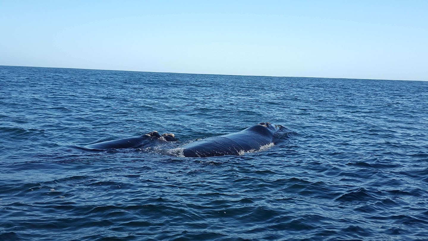 Southern Right Whale surfacing alongside the boat off Hermanus