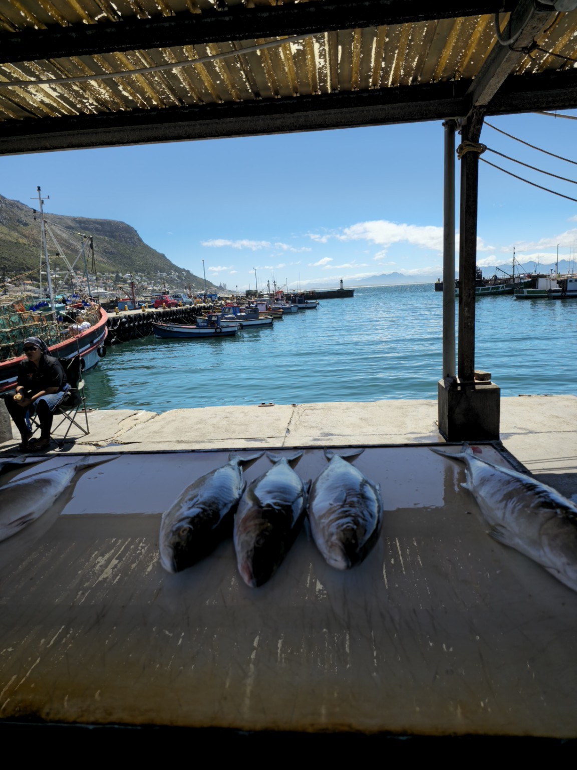 Freshly caught fish laid out on a wooden slab at Kalk Bay Harbour with colourful working fishing boats moored behind, Cape Town