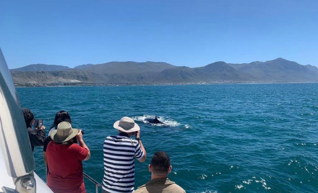 Hermanus Boat-Based Whale Watching