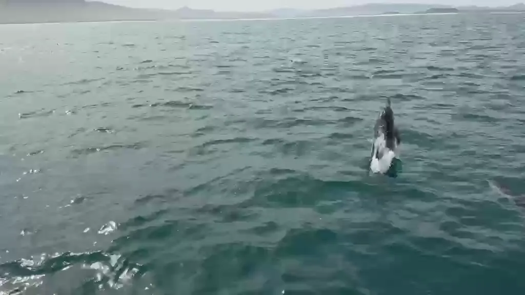 Island wildlife in the Greater Dyer Island ecosystem