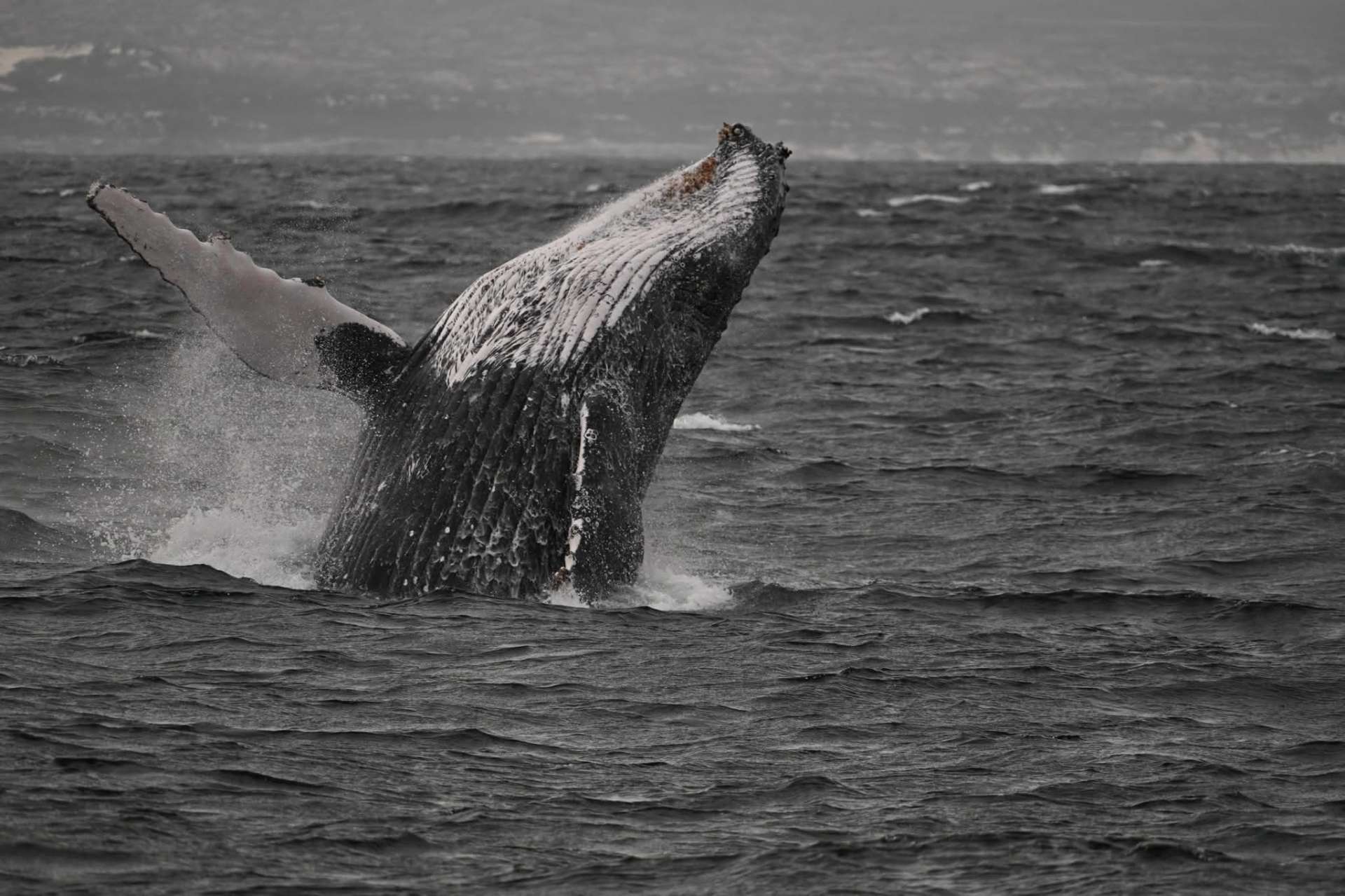 Yzerfontein Humpback Expedition