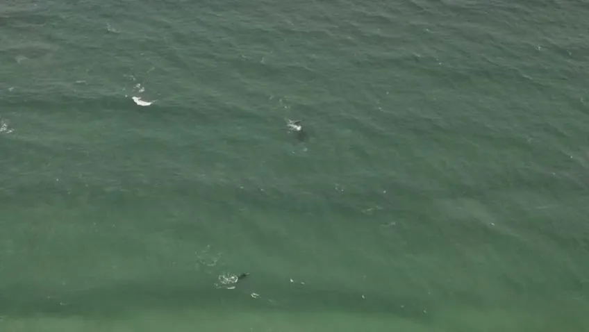 Whales seen from a Hermanus whale watching helicopter flight
