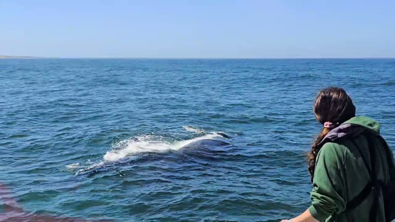 Gansbaai whale watching boat tour — frame from on-board footage showing the bay and marine wildlife