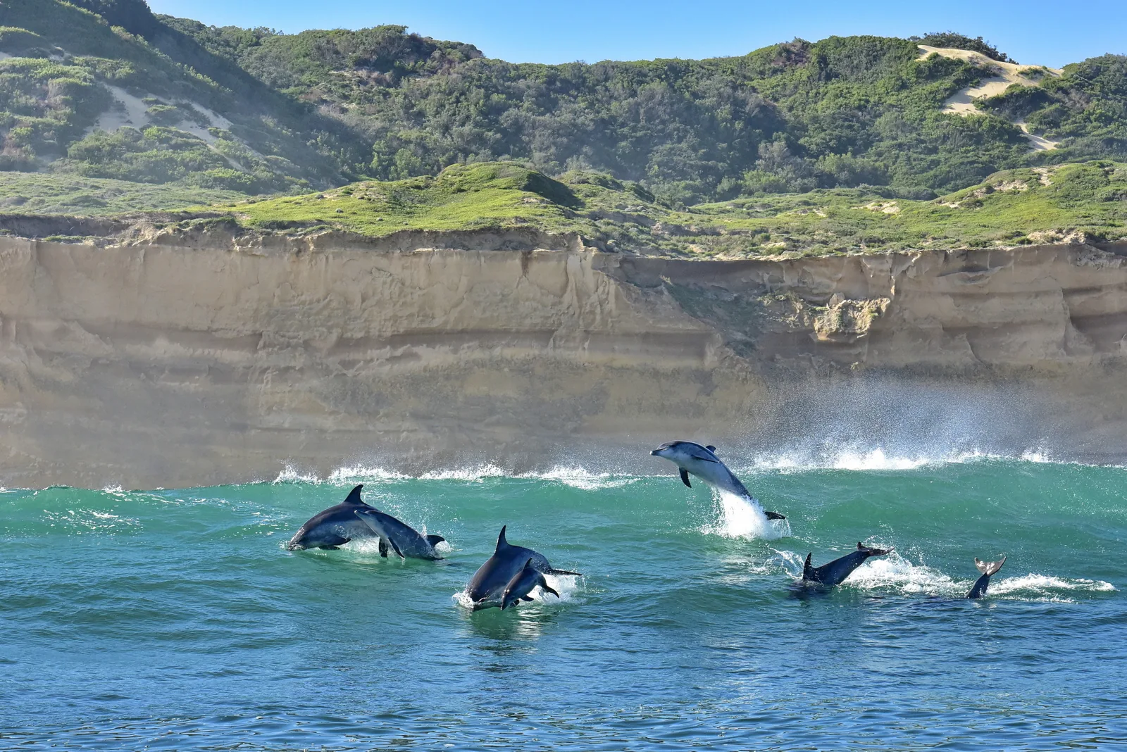 Pod of bottlenose dolphins leaping along the rugged Algoa Bay coastline near Port Elizabeth Harbour