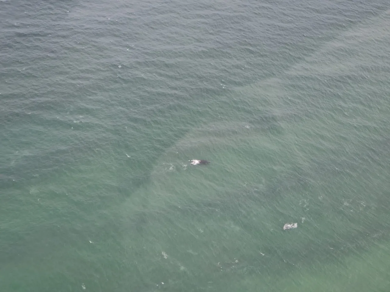 Whales in the ocean seen from directly above during a helicopter flight