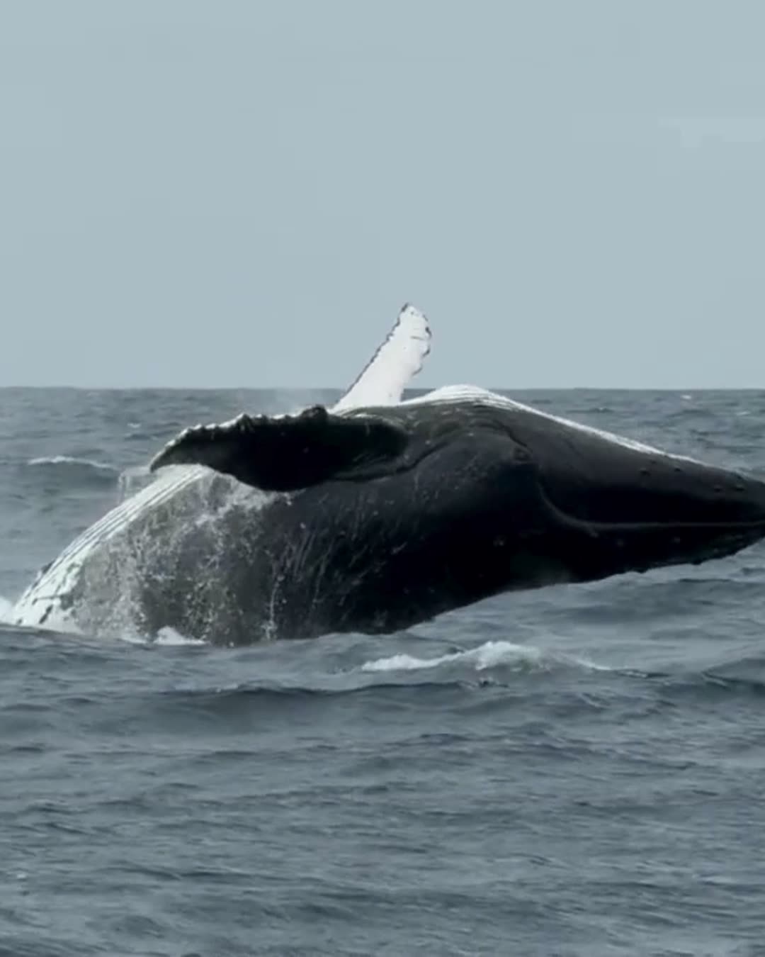 Southern Right Whale surfacing on a Hermanus whale watching boat tour in Walker Bay