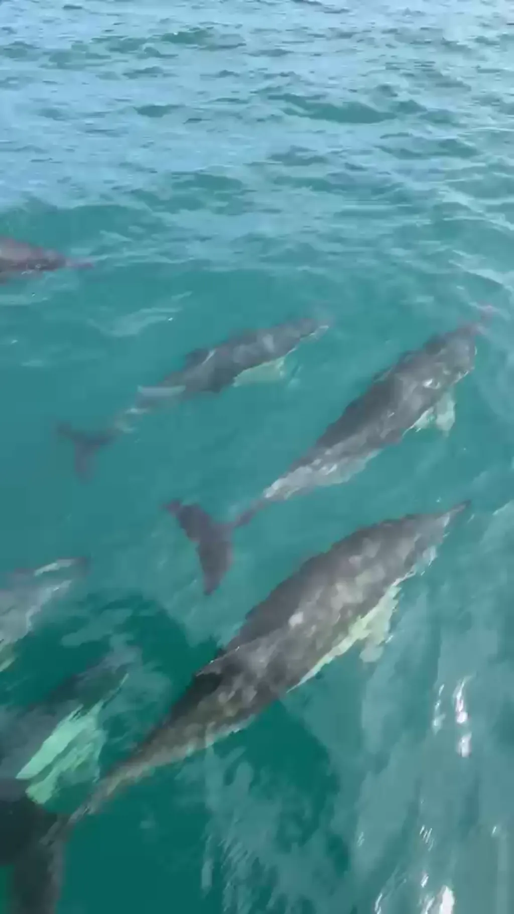 A pod of common dolphins travelling together through blue ocean water.