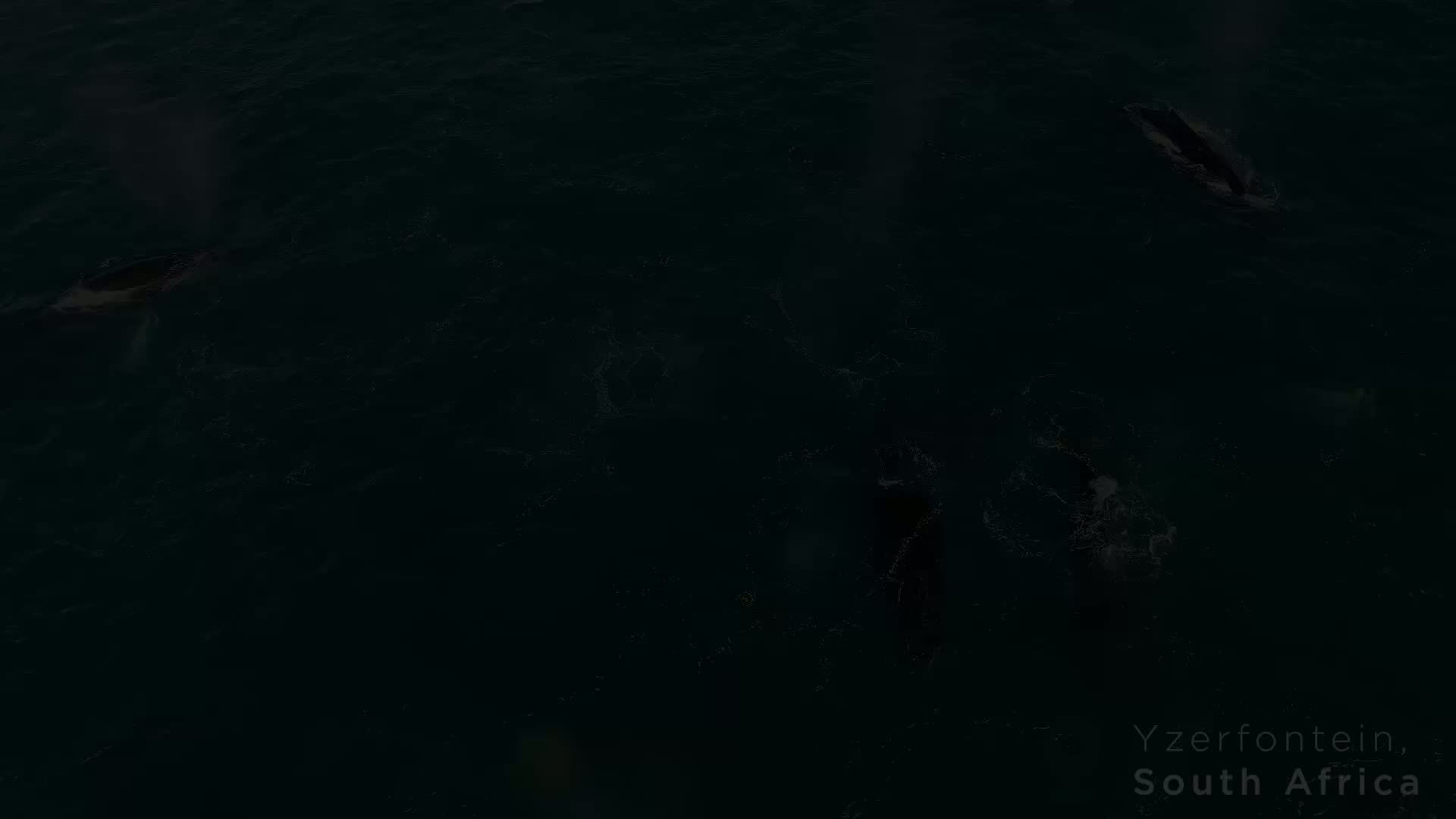 Humpback Whale expedition off the Cape West Coast
