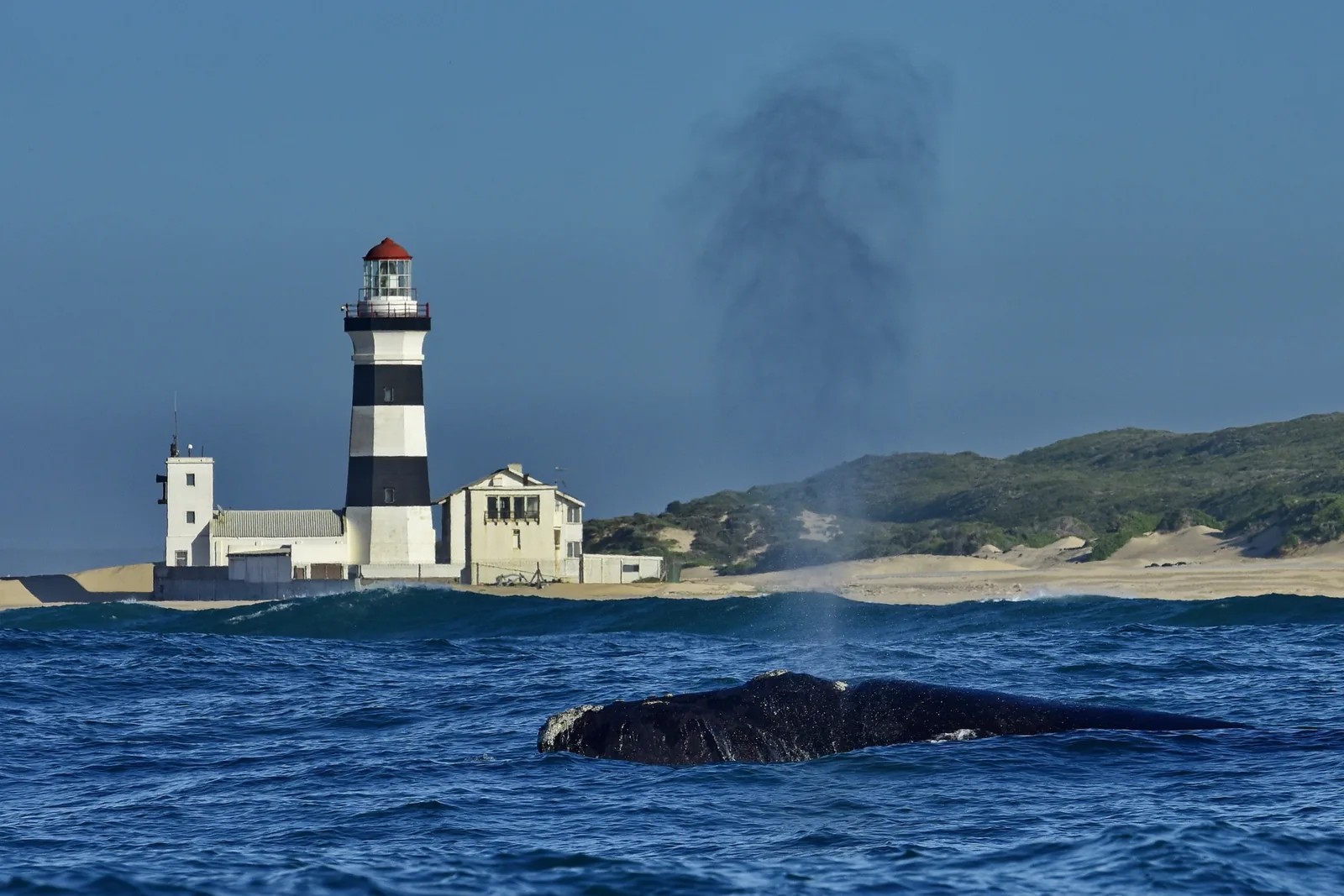 Southern right whale blowing in front of Cape Recife Lighthouse on a Port Elizabeth whale watching cruise