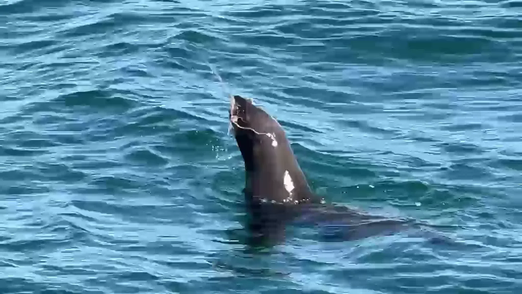 Cape fur seal swimming at the surface in the Gansbaai marine environment.