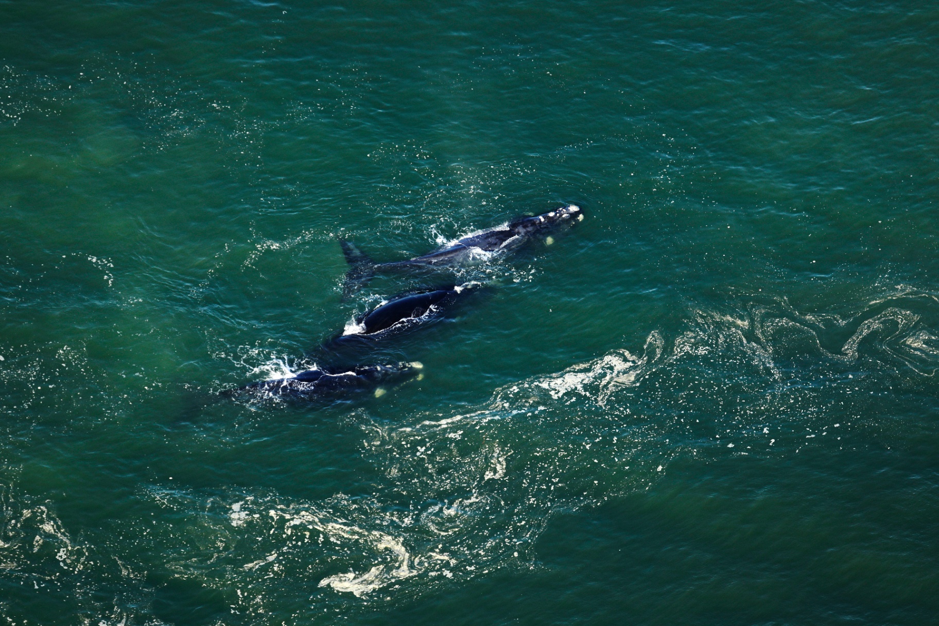 Helicopter whale watching flight over Southern Right Whales in Walker Bay, Hermanus