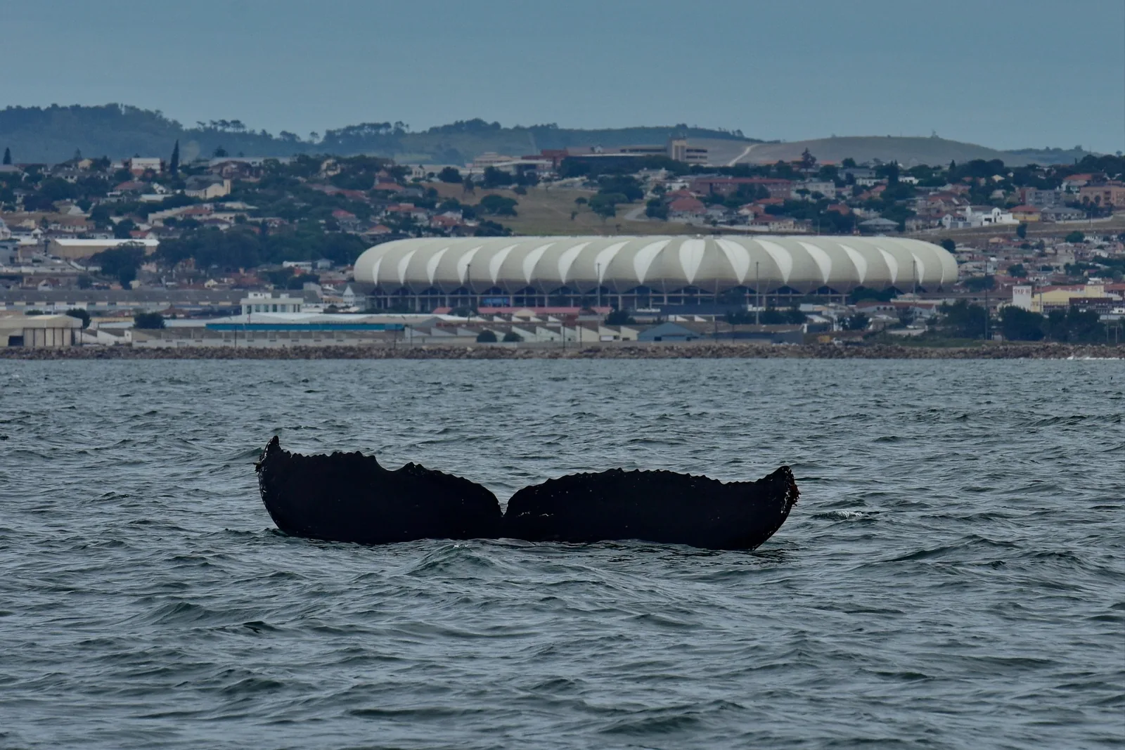 Humpback whale tail fluke above the water in Algoa Bay with the Nelson Mandela Bay Stadium on the Gqeberha skyline