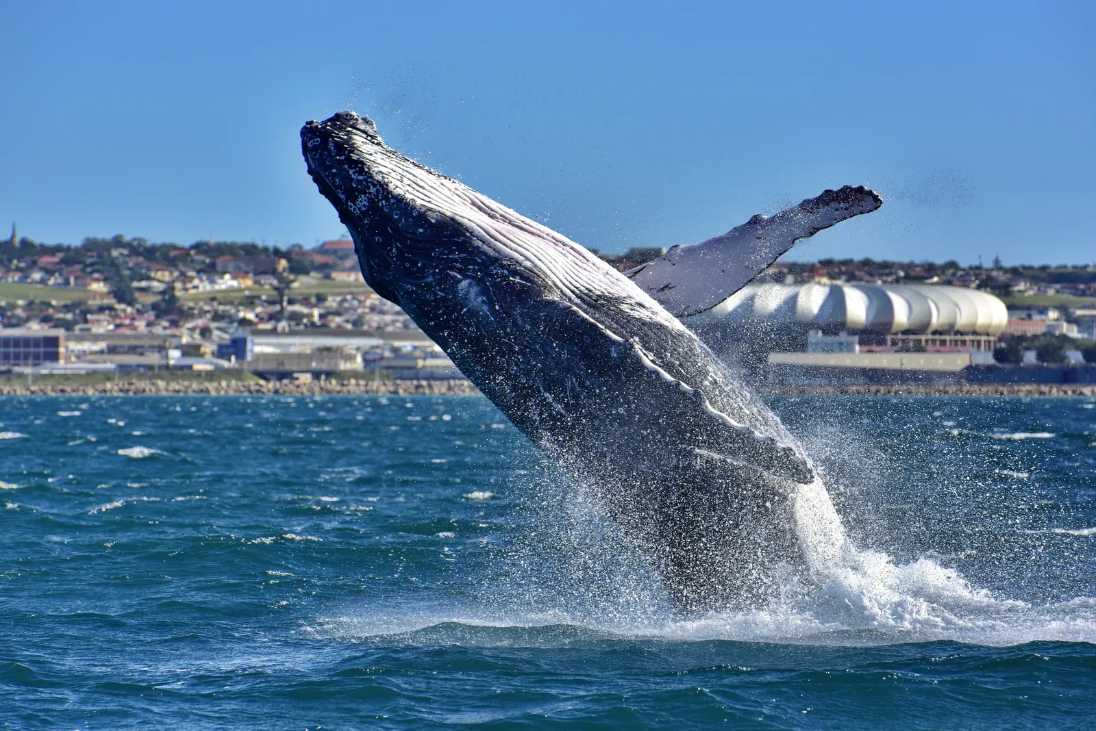 Humpback whale breaching in Algoa Bay with the Port Elizabeth coastline and Nelson Mandela Bay Stadium in the background