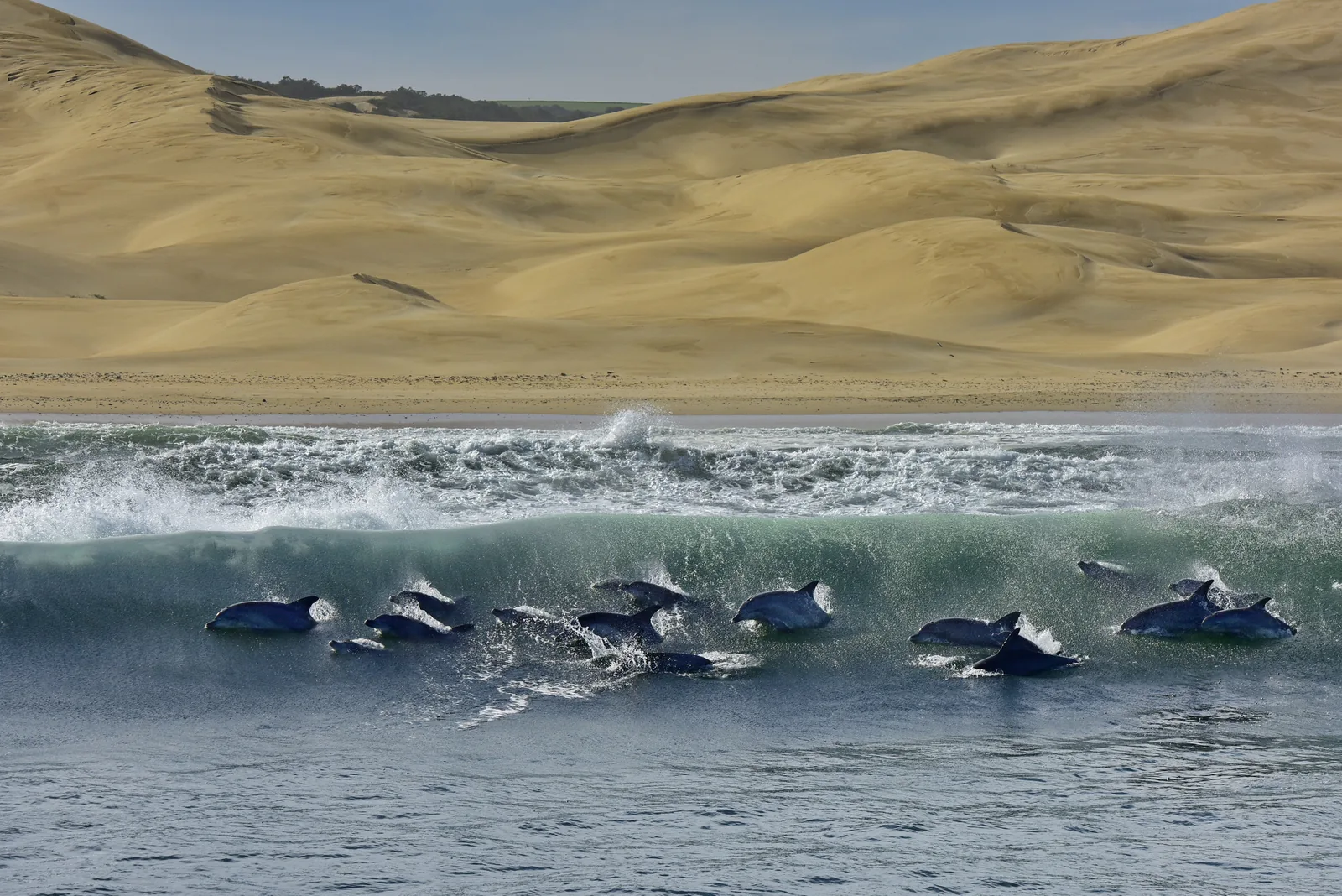 Pod of dolphins surfing a breaking wave below the Alexandria sand dunes near Port Elizabeth