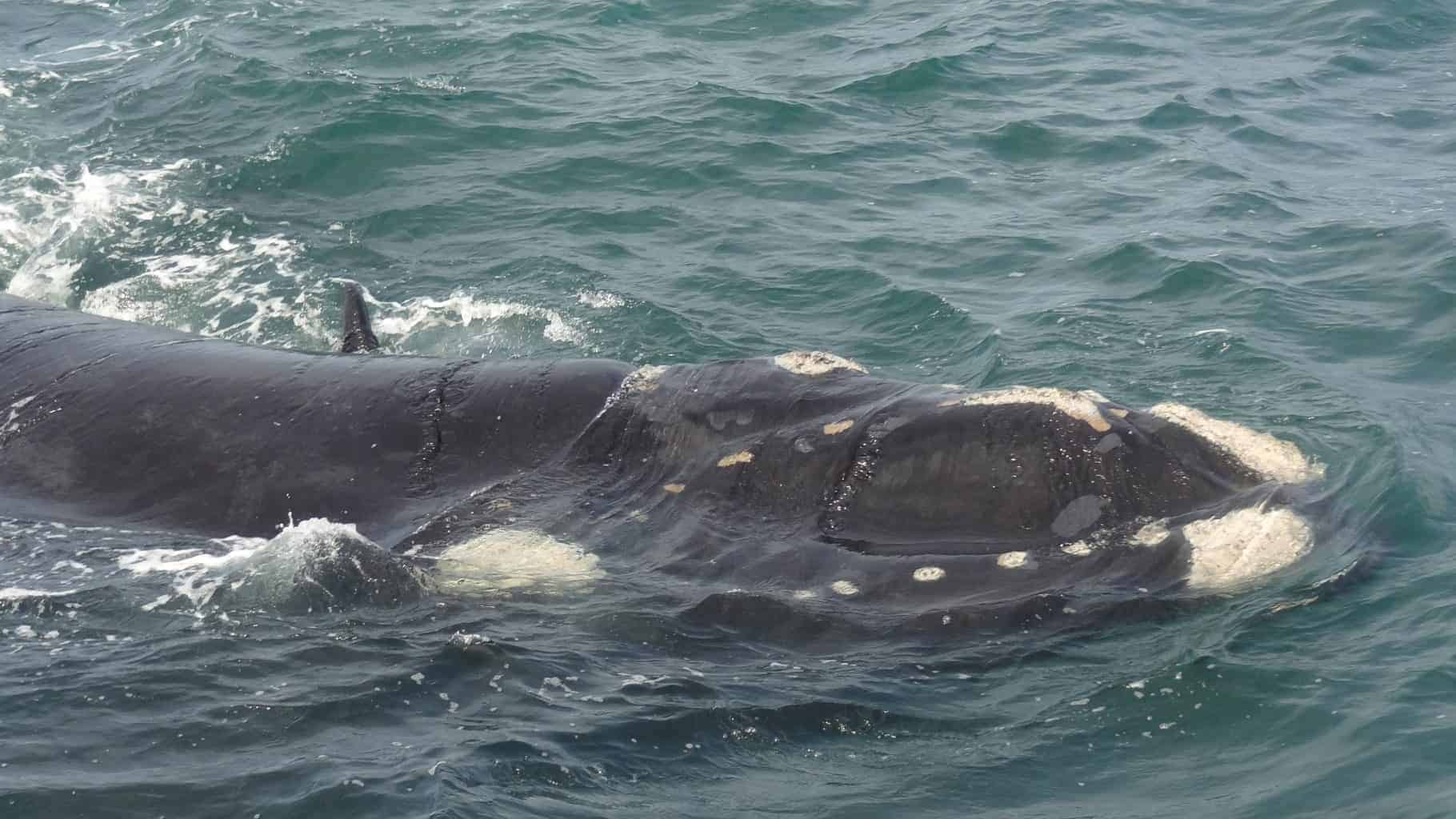 Whale_Watching_With_Southern_Right_Whales CLICK THE LINK BELOW FOR GOOGLE MAP DIRECTIONS