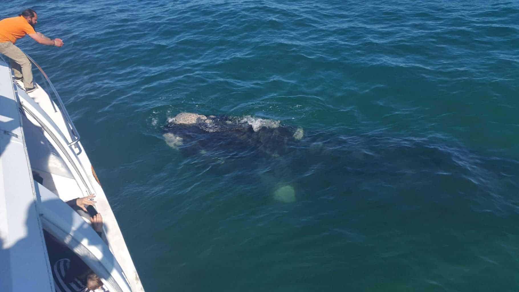 Whale_Watching_Hermanus